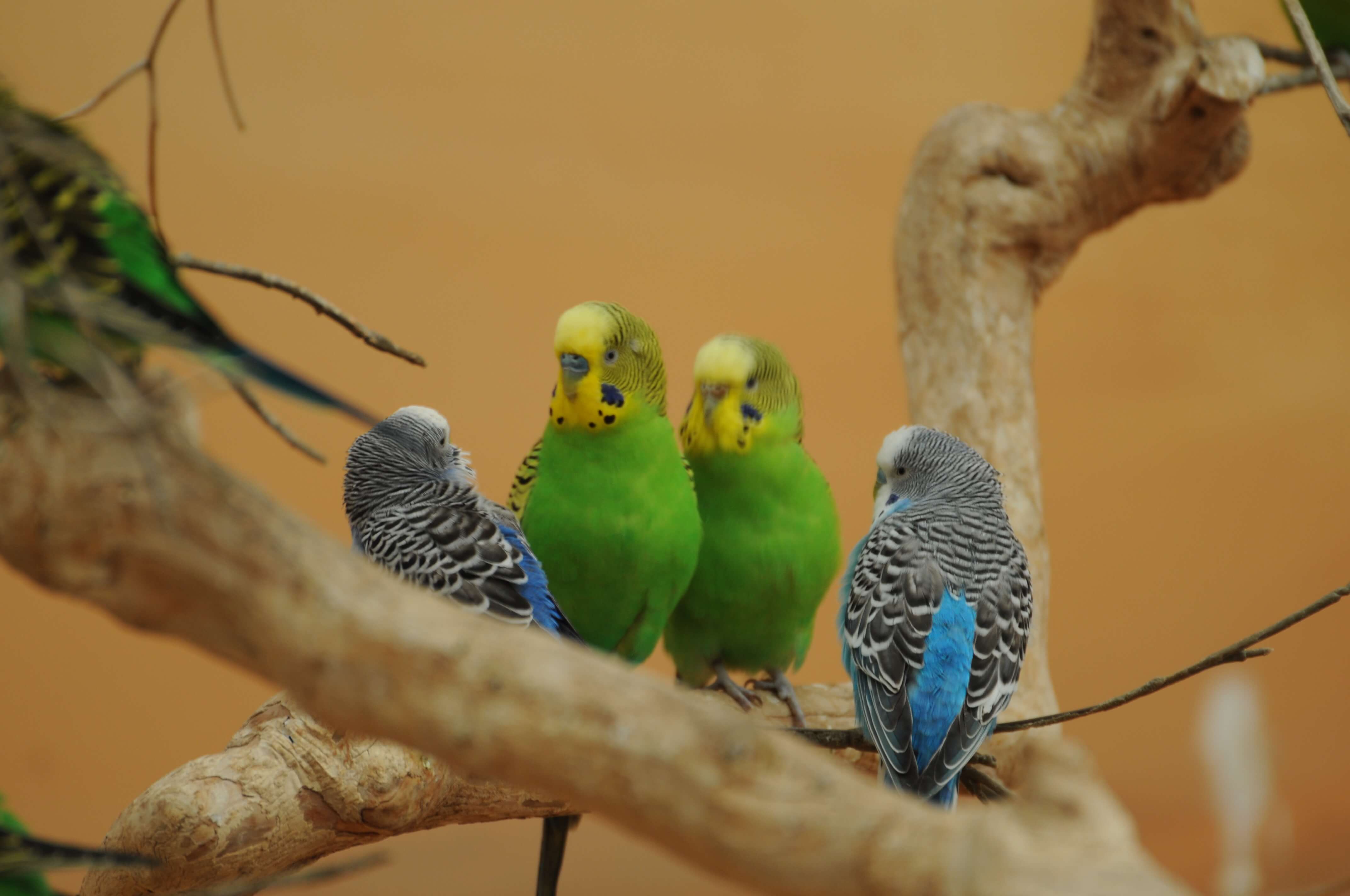 parrots