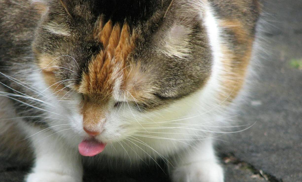 Why Do Cats Swallow Their Fur And Its Remedy 