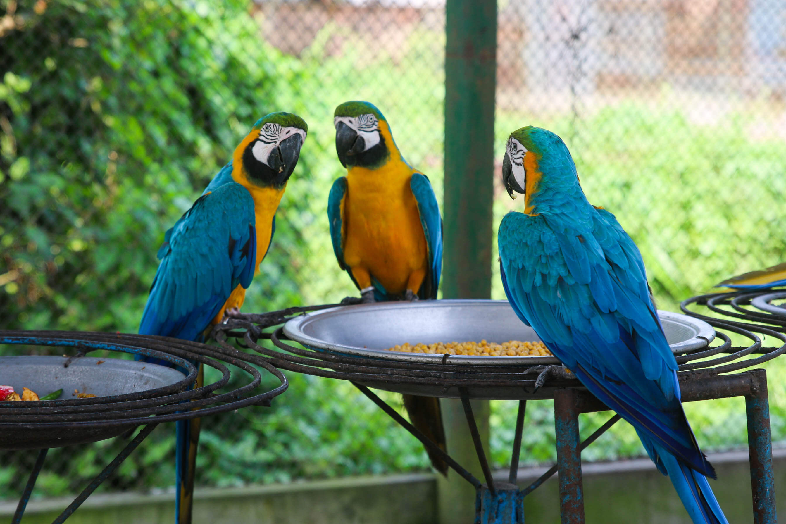 parrots