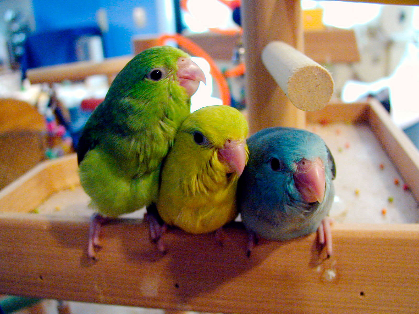 parrots