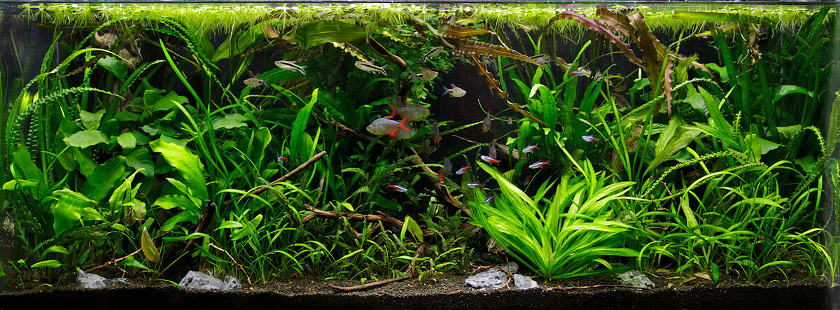 Bare bottom and Planted aquariums