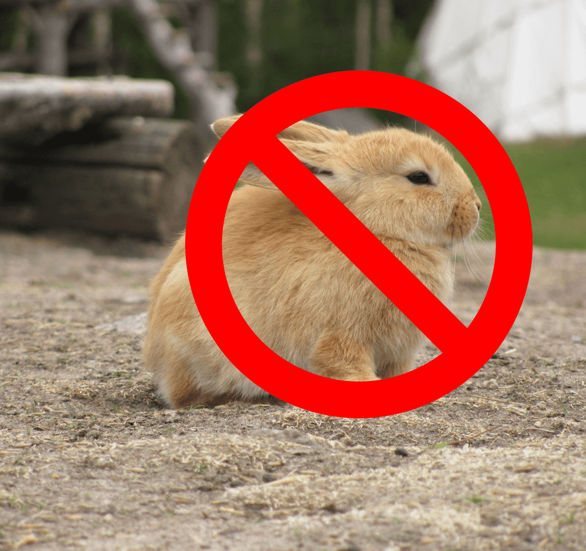 Can we keep a rabbit as pet in India?
