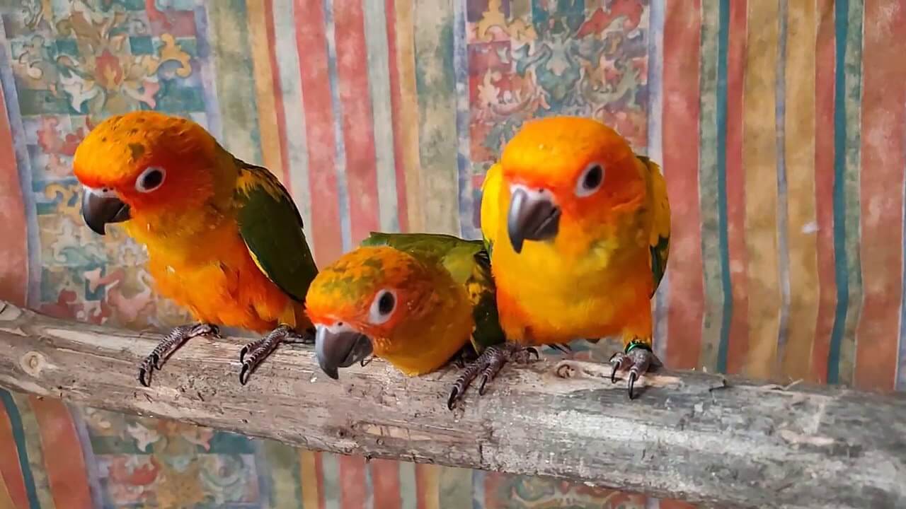 parrots