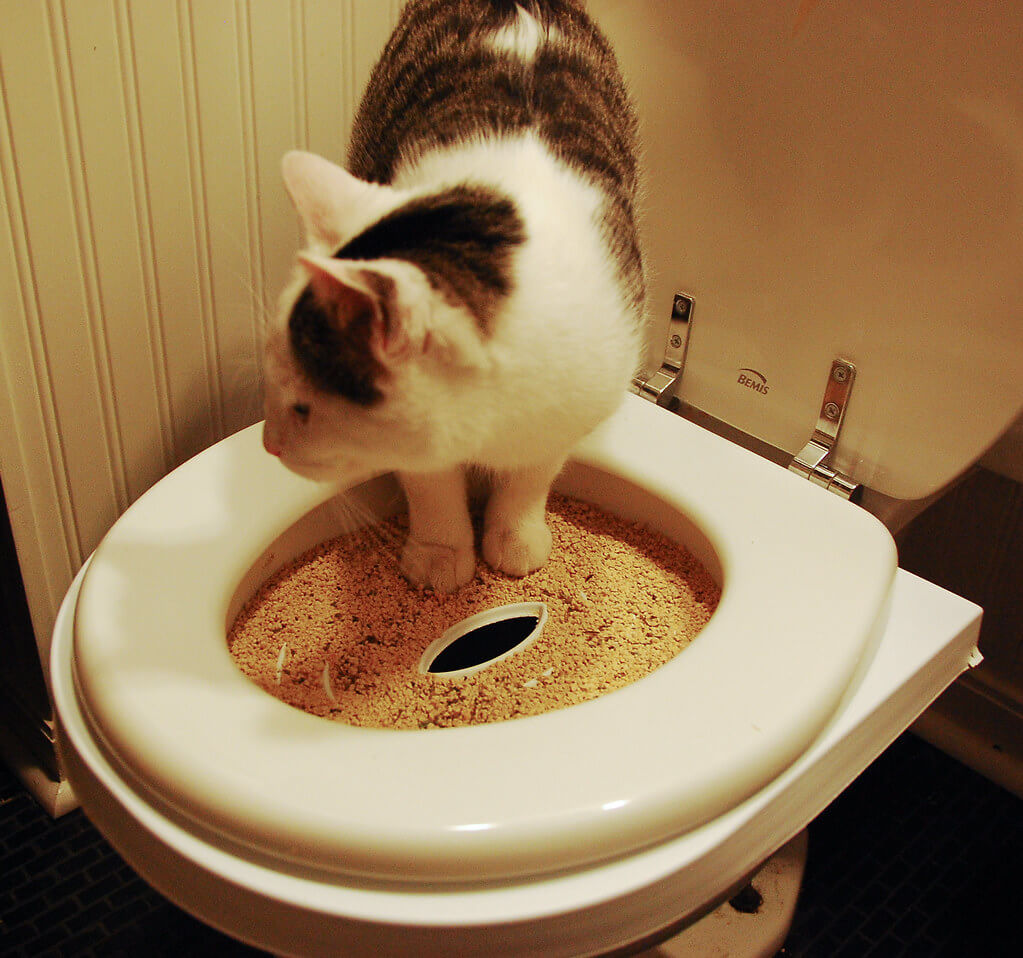 Toilet training of Kittens and Cats